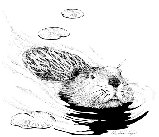 Beaver